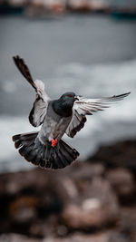bird