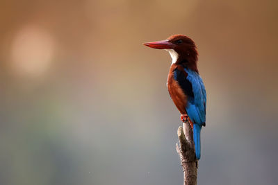 Close-up of bird perching on wooden post