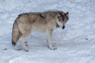 Wolf resting in snow