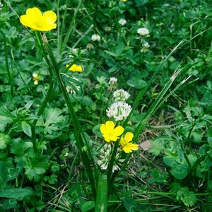 Yellow flowers blooming outdoors