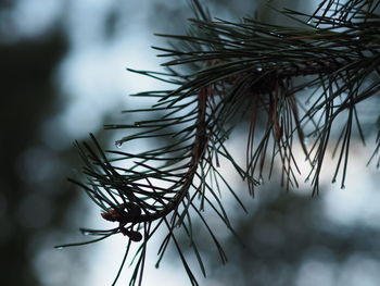 Low angle view of pine tree branch