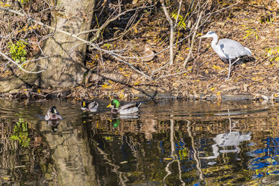 View of birds perching on tree