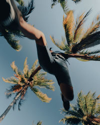 Low angle view of a bird on palm tree