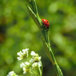 Close-up of ladybug on plant