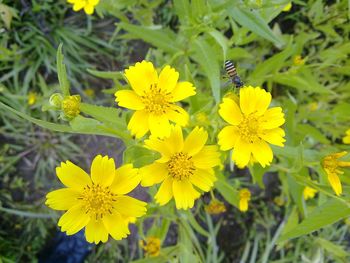 Close-up of yellow flowers