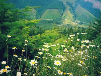 Flowers blooming in park