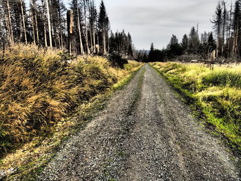 Road amidst trees against sky