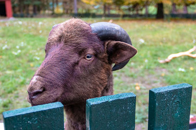 Close-up of a head of a brown goat behind a green fence