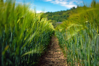 Crops growing on field against sky