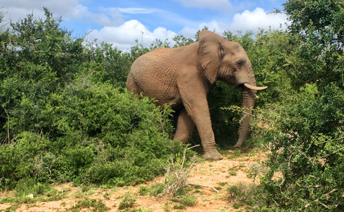 Elephant walking in a forest