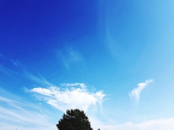 Low angle view of tree against blue sky