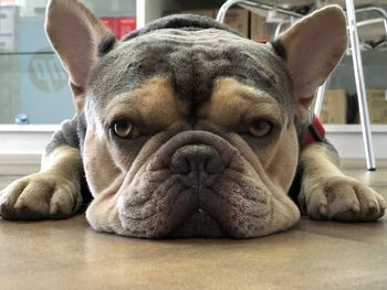 dog