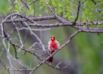 Bird perching on branch