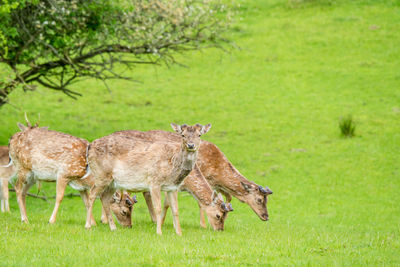 Side view of deer on field