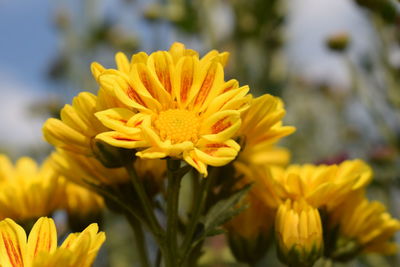 Close-up of yellow flower