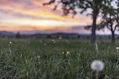 Close-up of yellow flowering plants on field during sunset