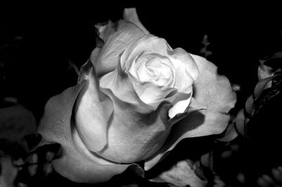 Close-up of rose roses