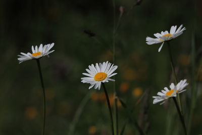 Group of blooming  daisy flowers