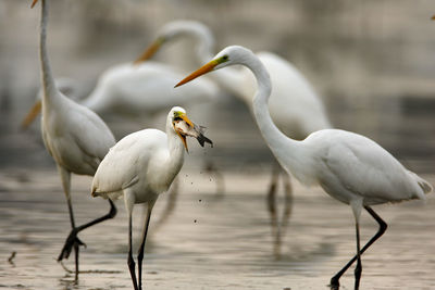 The great egret catching and eating fish in shallow water from crna mlaka