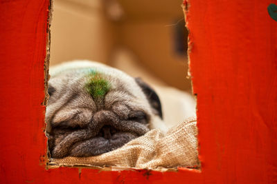 Close-up of a dog sleeping