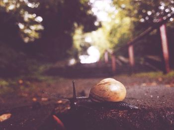 Close-up of plant against blurred background