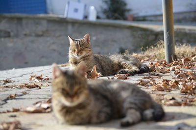 Cat sleeping