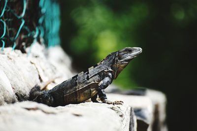 Close-up of lizard on rock