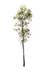 Low angle view of tree against white background