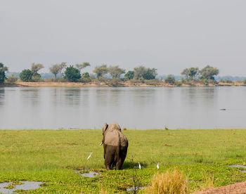 Scenic view of lake by field against sky