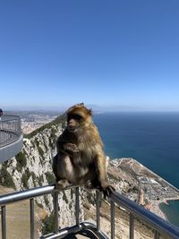 Monkey on railing against clear sky