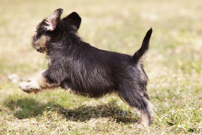 Schnauzer puppy running on grassy field