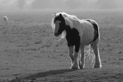 Horse standing on landscape against sky