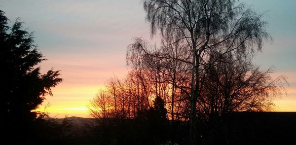 Silhouette of trees at sunset