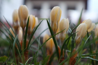 plant