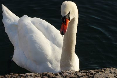 Swan swimming in lake