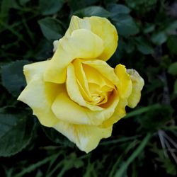 Close-up of yellow rose