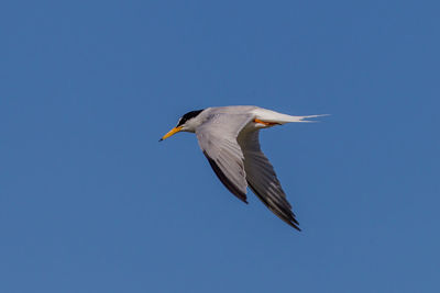 Low angle view of bird flying in sky