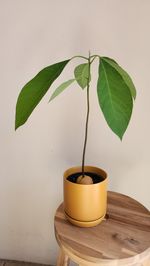 Close-up of plant against wall