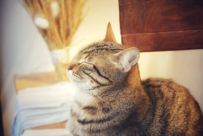 Close-up of cat looking away