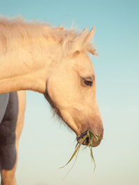 Close-up of horse against clear sky