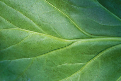 Full frame shot of green leaf