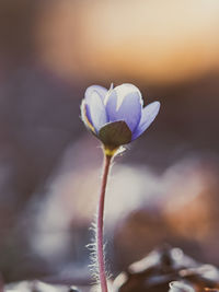 Close-up of purple flowering plant