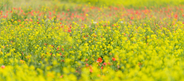 Yellow flowering plants on field