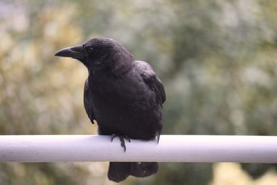 Close-up of bird perching on railing