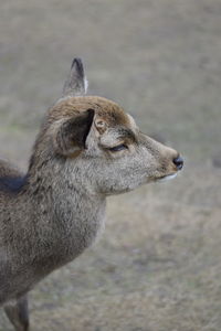 Close-up of deer on field