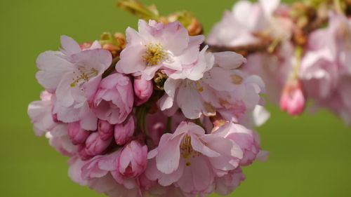 Close-up of pink cherry blossoms