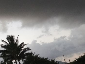 Low angle view of palm trees against sky