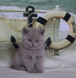 Close-up portrait of cat