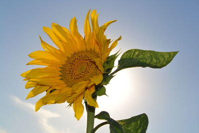 Low angle view of sunflower