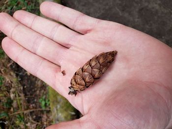 Close-up of person holding pinecone